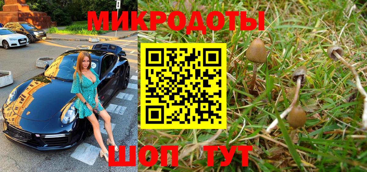 Галлюциногенные грибы Psilocybine cubensis Новошахтинск